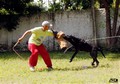 Matriz - Fila Brasileiro Preto - Canil Singular - Camila Pitanga